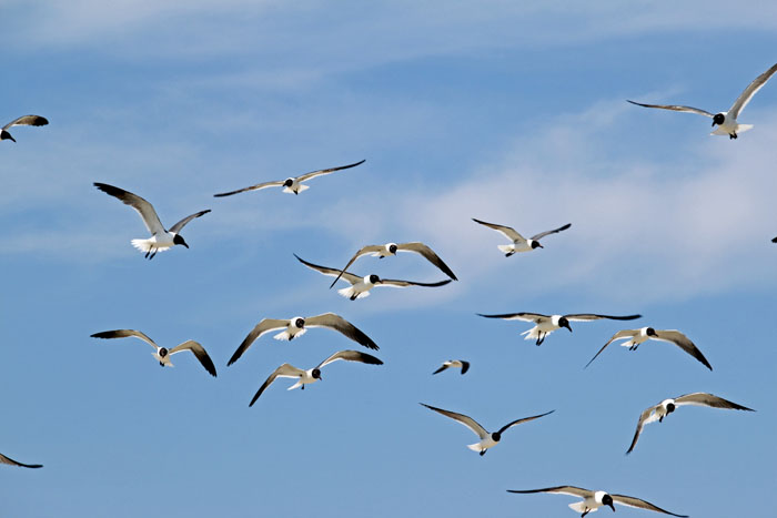 Seagulls