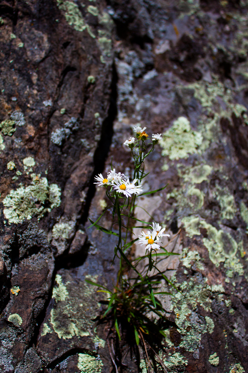 Growing Out of a Rock