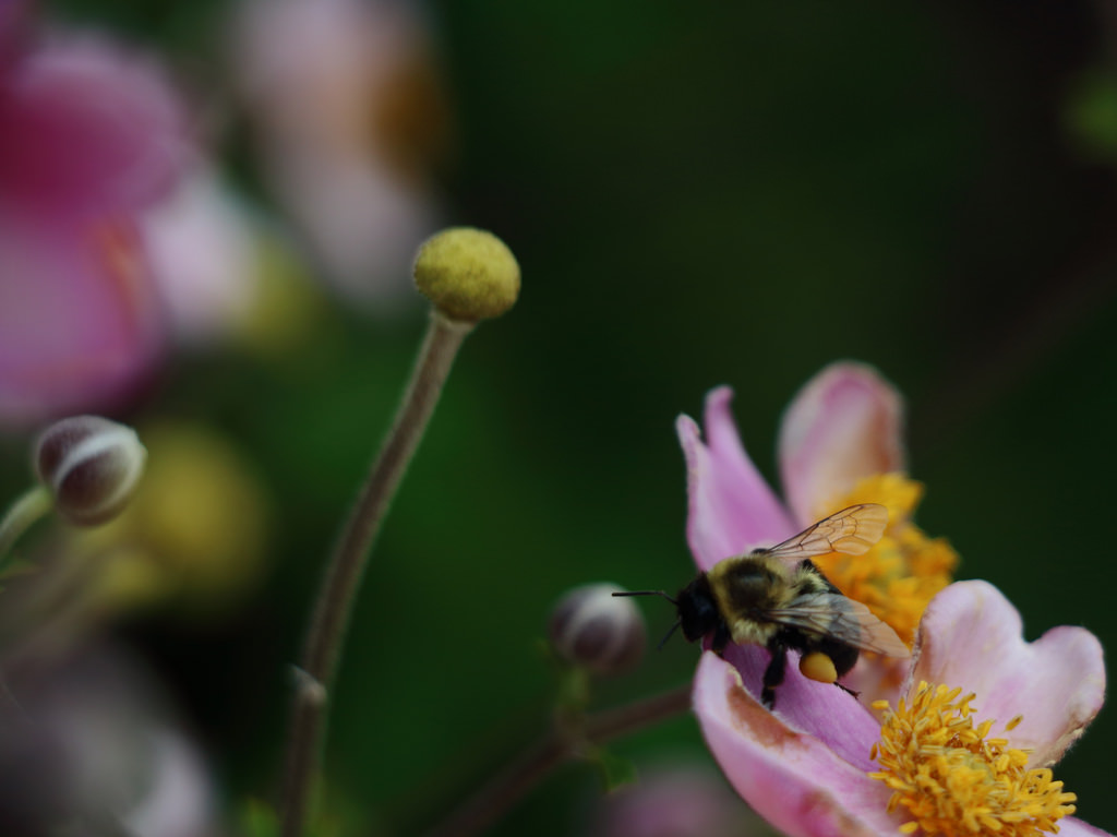 Bumblebee
