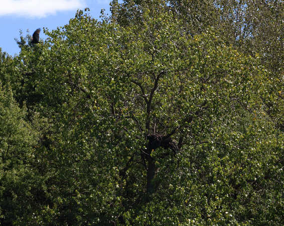 Eagle Nest and Photobomber