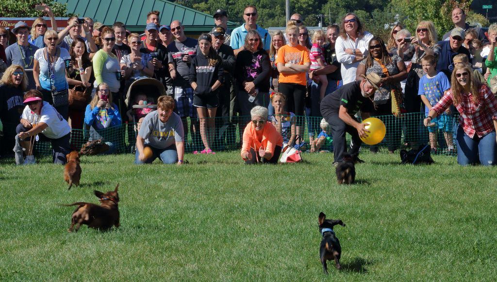 Wiener Dog Races