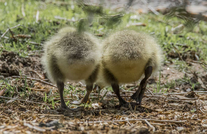 Couple of Goose Butts