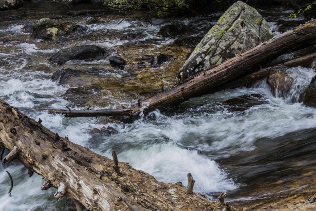 Fallen Tree