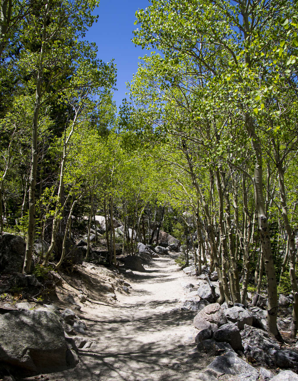 Tunnel of Aspens