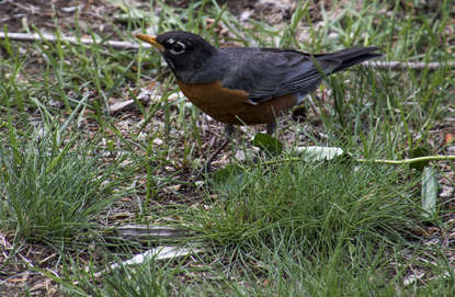 Robin