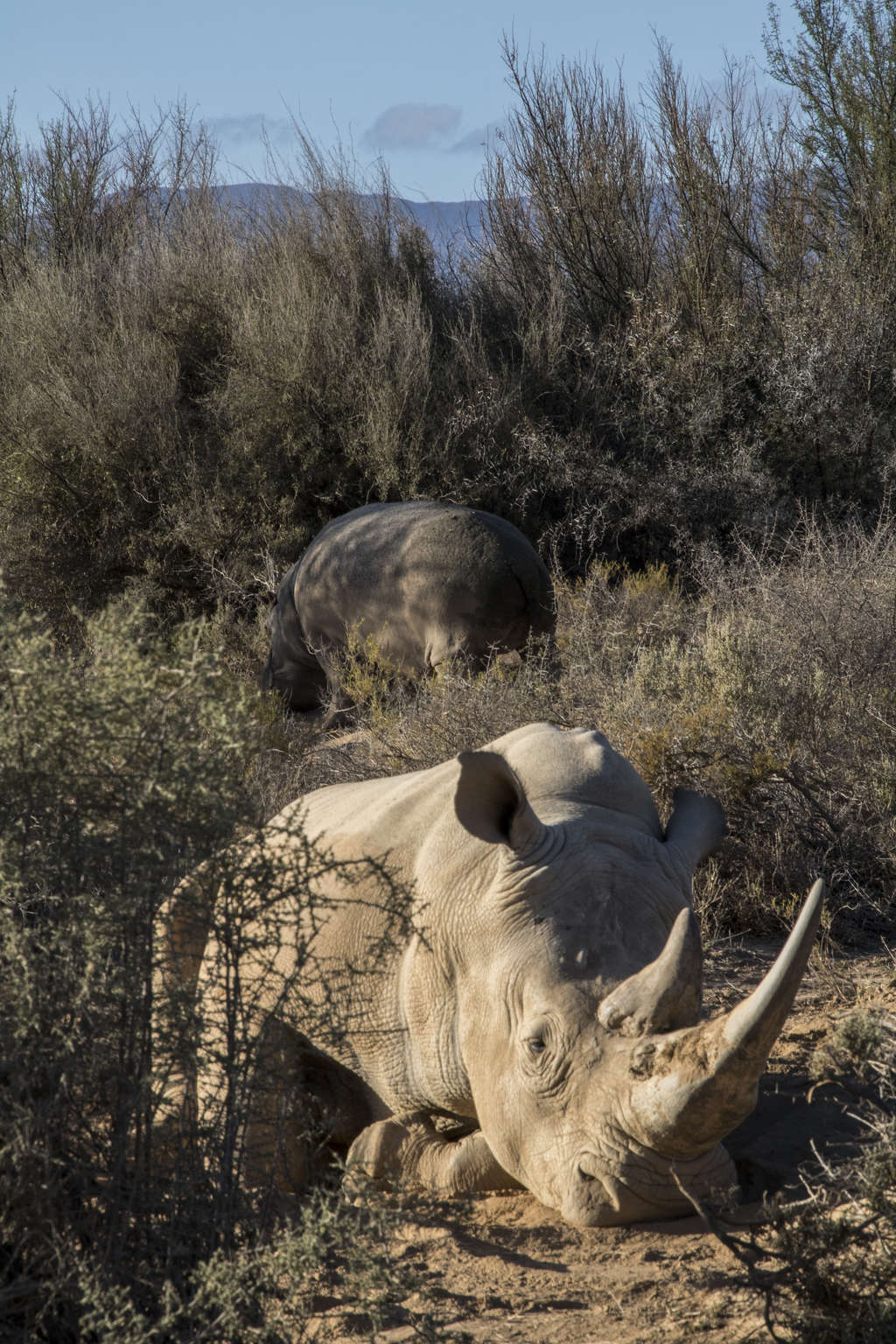 Rhino and the Hippo