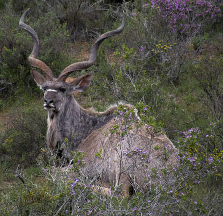 Kudu in the Bushes