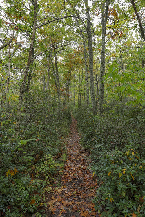 Leaves on the Trail