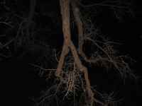 Night Shot