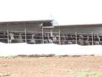 Cows