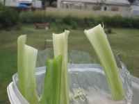 Celery