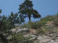 Tree on Top