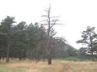 Dead and Tall