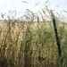 Wheat