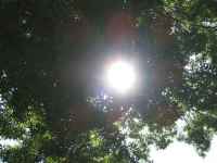 Peaking Through the Tree