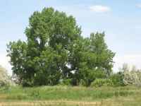 Green and Alive