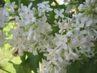 White and Blooming
