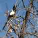 Singing in the Tree