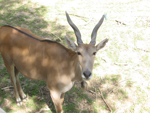 Antelope