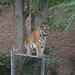 Standing Atop a Fence