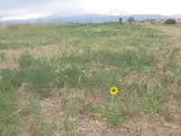 Lonely Sunflower
