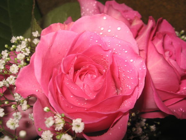 Watery Rose
