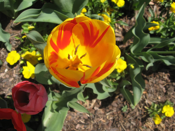 Flower