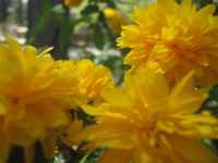 Flowers at the Botanic Gardens