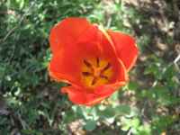 Tulip