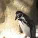 Humboldt Penguin 