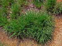 Grass