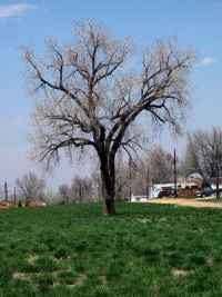 Oldest Tree in Town