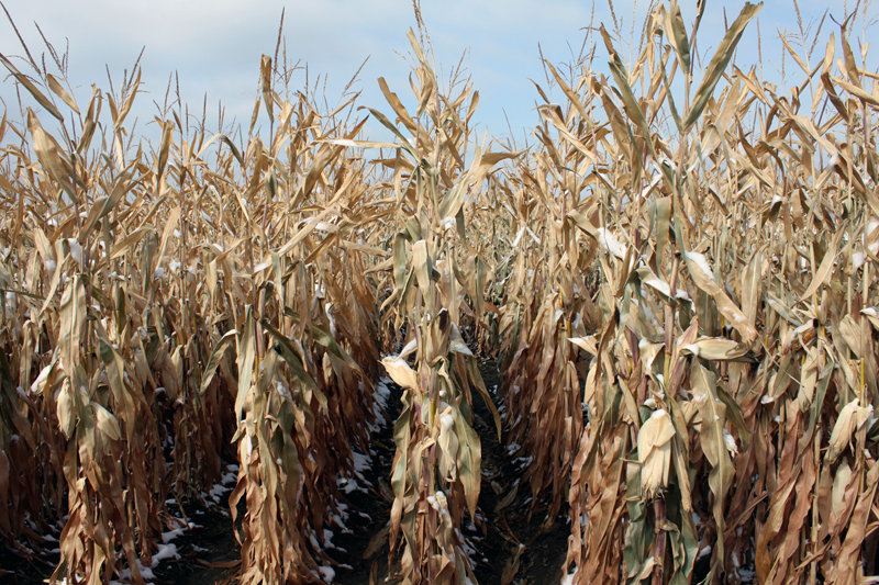 The Dead Rows of Corn