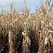 The Dead Rows of Corn