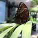 Standing on a Leaf