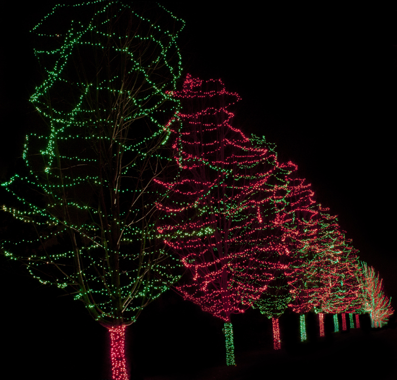 Line Of Trees