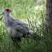 Secretary Bird