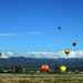 Field of Balloons