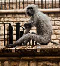 Just Give Me A Banana