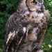 Great Horned Owl