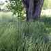 Tall Grass