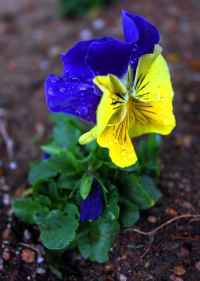 Blue and Yellow