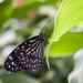 Butterfly Pavilion with Katherine