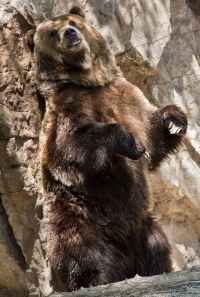 Back Scratcher