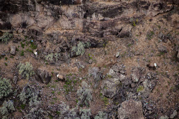 Big Horn Sheep