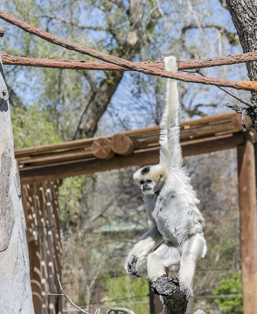 Hanging