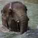 Sad-Looking Elephant
