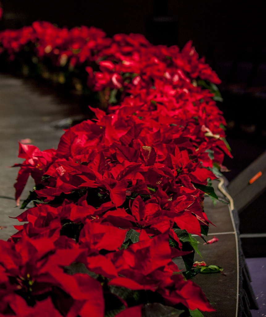 Poinsettias around the Stage