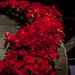 Poinsettias around the Stage