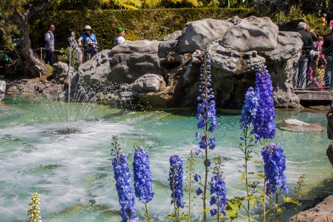 Flowers and Water